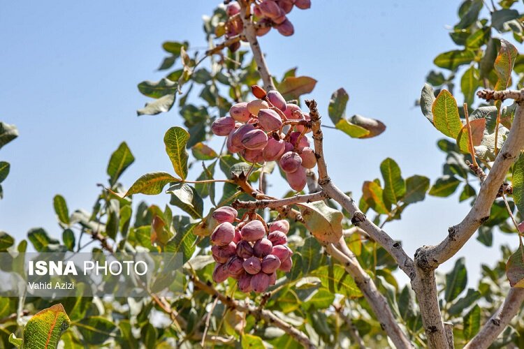 پیش‌بینی برداشت ۷ هزار تُن پسته خشک از باغات قم