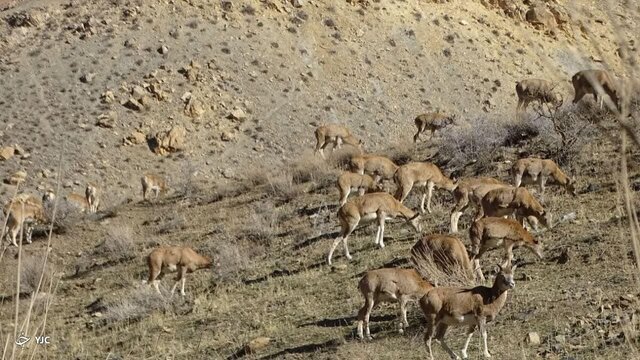 پناهگاه حیات وحش حیدری؛ گنجینه ای از تنوع زیستی در نیشابور