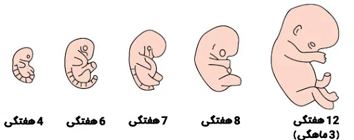 سه ماهه اول بارداری از کی شروع شده و چه مراقبت هایی لازم دارد؟