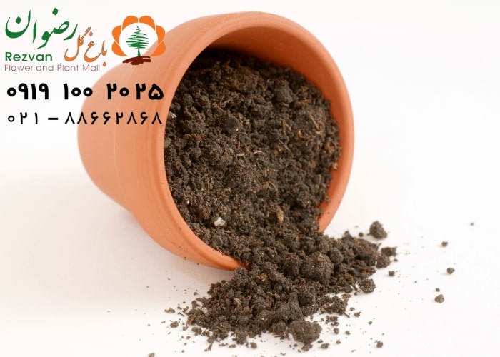 نحوه تغذیه گیاهان آپارتمانی چگونه است؟