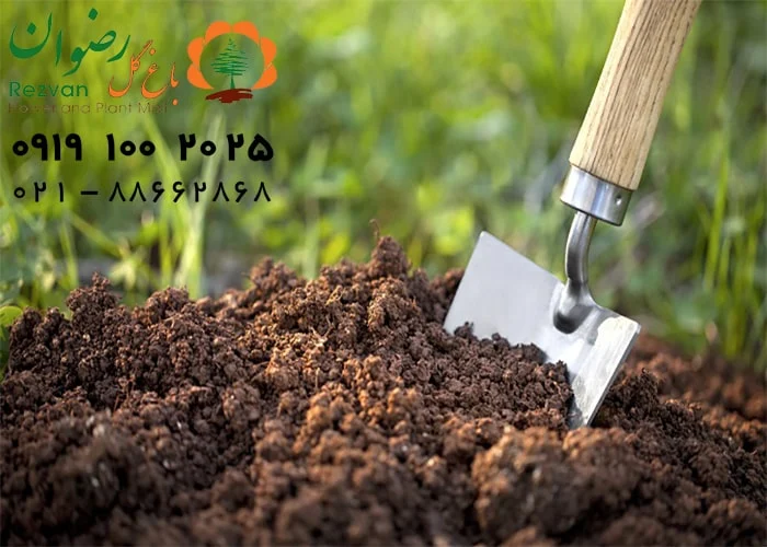 نحوه تغذیه گیاهان آپارتمانی چگونه است؟