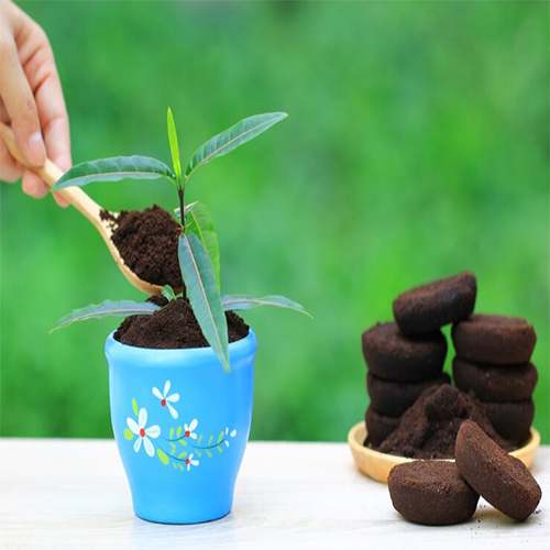 نحوه تغذیه گیاهان آپارتمانی چگونه است؟