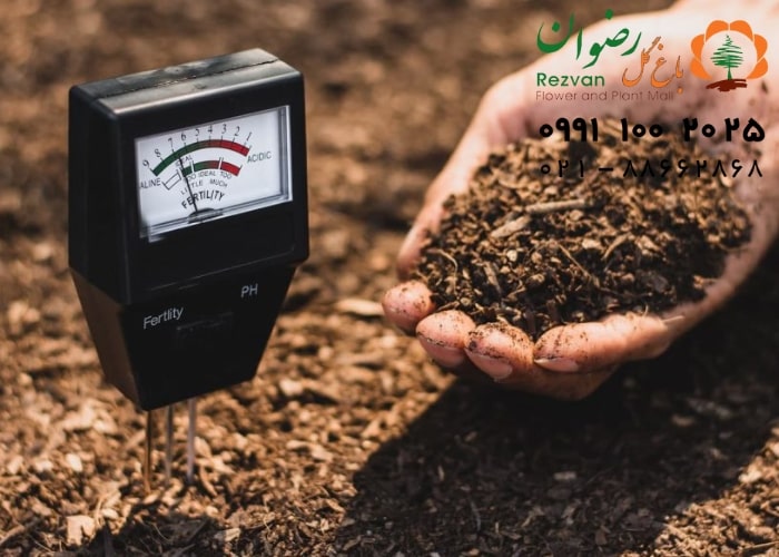 گل | گلدان راهنمای کامل انواع بستر کشت گیاهان | معرفی بهترین بستر برای رشد سالم گیاه