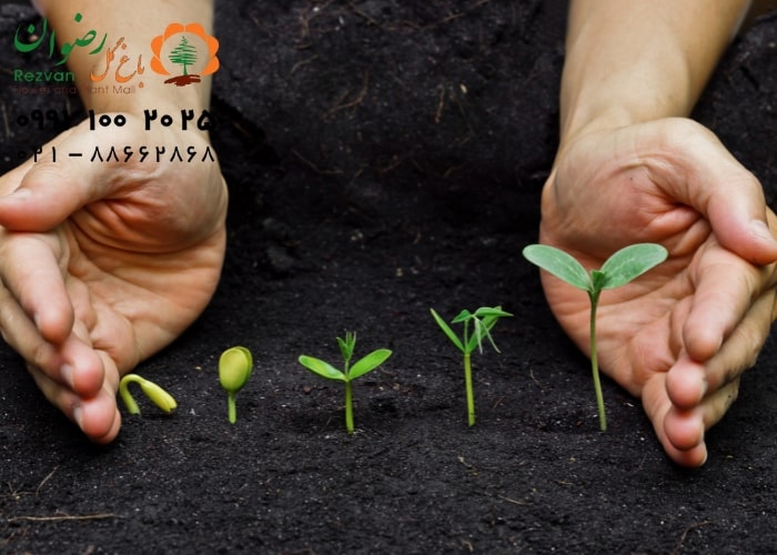 گل | گلدان راهنمای کامل انواع بستر کشت گیاهان | معرفی بهترین بستر برای رشد سالم گیاه